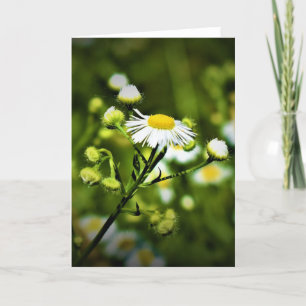 Green Earth, card