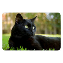 Green Eyed Black Cat Enjoying the Outdoors