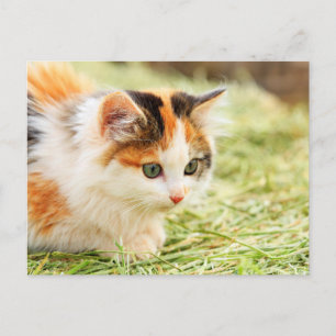 Green-eyed Calico Cat Postcard