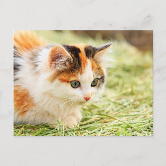 Green-eyed Calico Cat Postcard (Front)