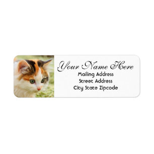 Green-eyed Calico Kitten Return Address Label