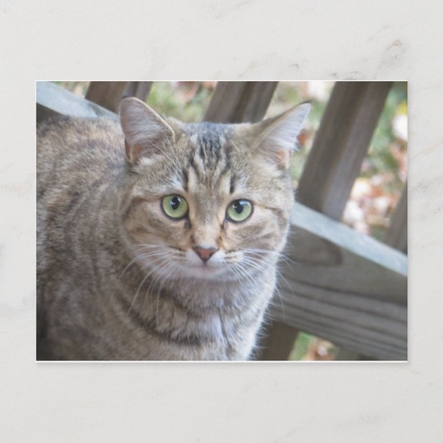 Green Eyed Cat Postcard (Front)