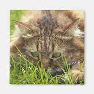 Green Eyed Hunter Magnet