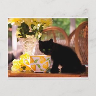 Green Eyed Kitten Stilllife Postcard