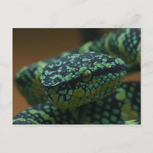 Green-Eyed Snake Postcard (Front)