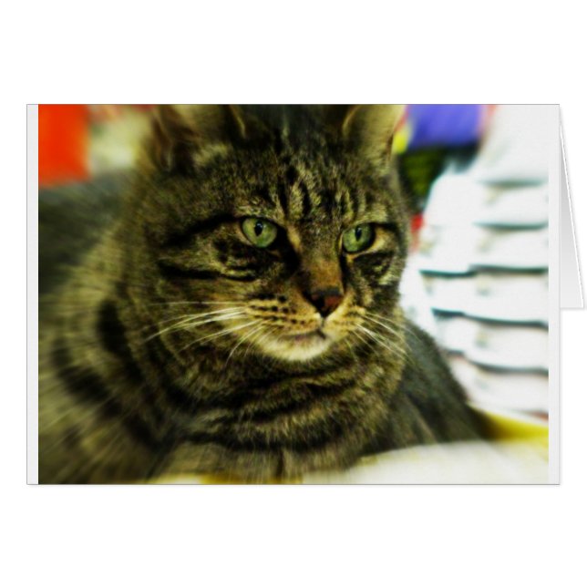 Green Eyed Tabby Face (Front Horizontal)