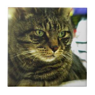 Green Eyed Tabby Face Ceramic Tile