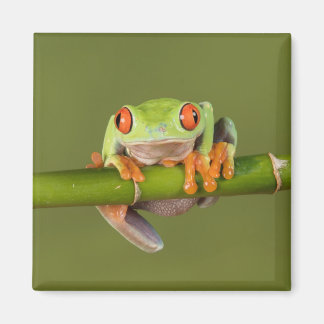 Green eyed tree frog magnet