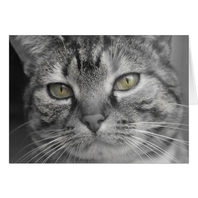 Green Eyes (Front Horizontal)