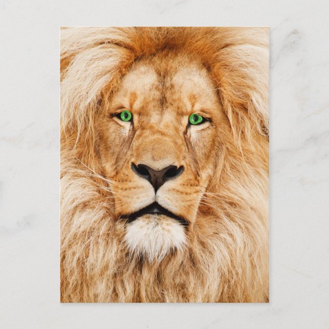 Green Eyes Lions face Postcard (Front)