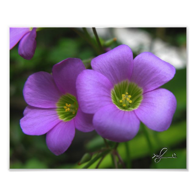 Green Eyes Photo Print (Front)