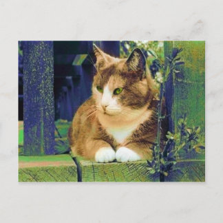 GREEN EYES POSTCARDS