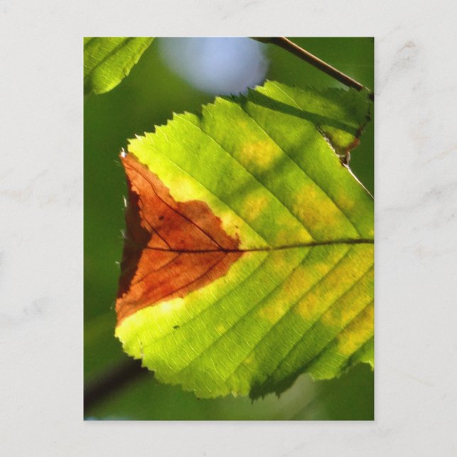Green Fall Leaf Postcard (Front)