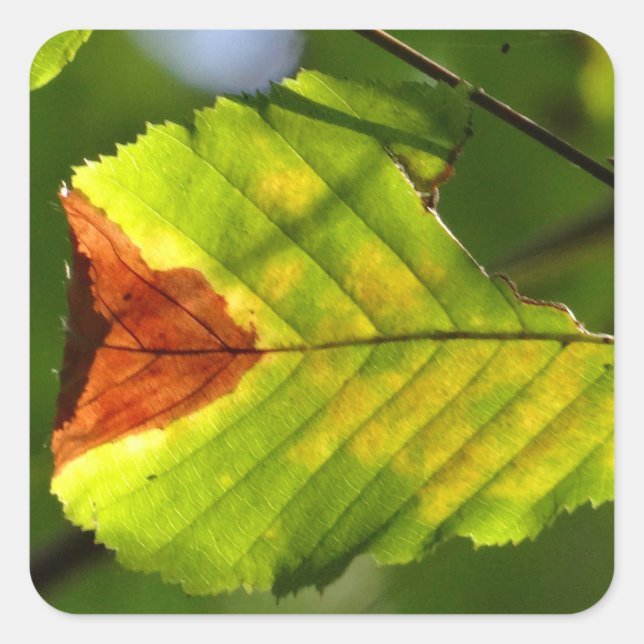 Green Fall Leaf Square Sticker (Front)