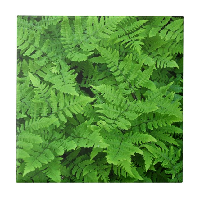 Green fern beauty   ceramic tile (Front)