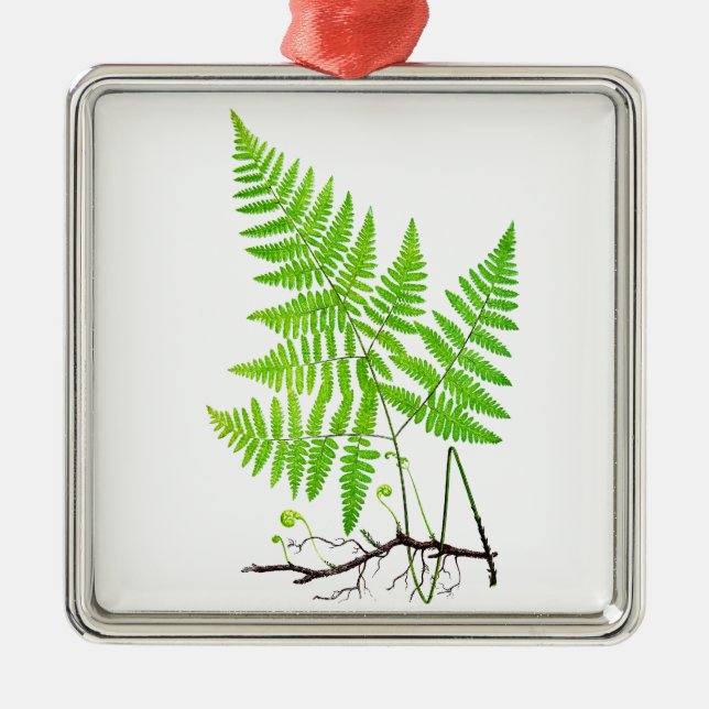 Green Fern Botanical Art Illustration Metal Ornament (Front)