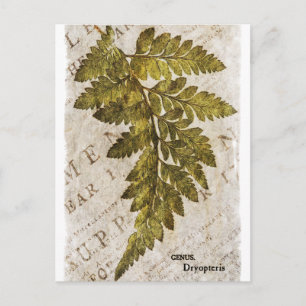 Green Fern Botanical Ferns Tropical Template Postcard