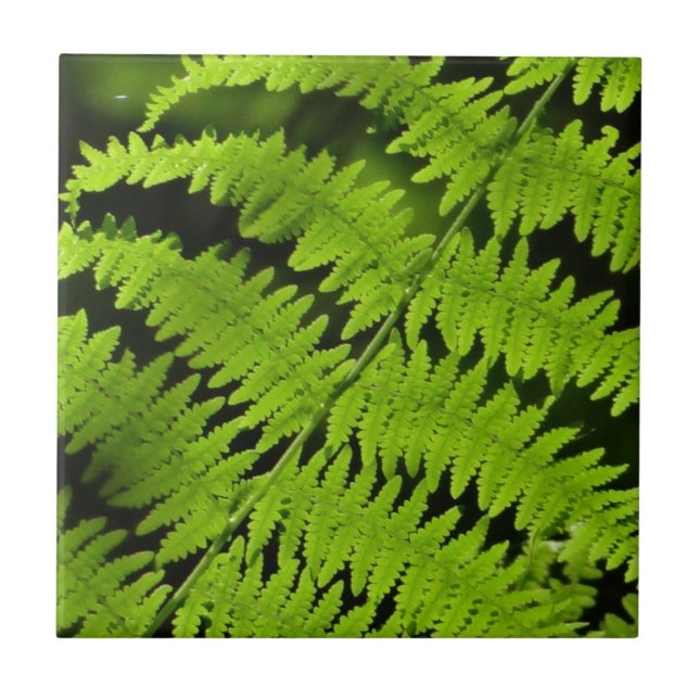 Green fern ceramic tile (Front)