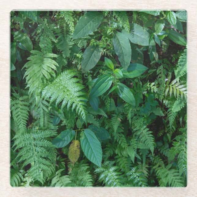 Green Fern Grass Foliage Texture Glass Coaster (Front)