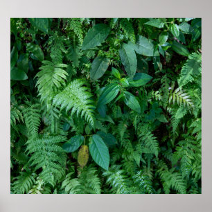 Green Fern Grass Foliage Texture Poster