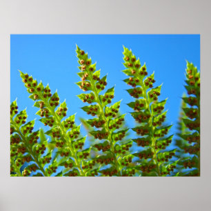 Green Fern Leaves art prints Blue Sky Nature gifts