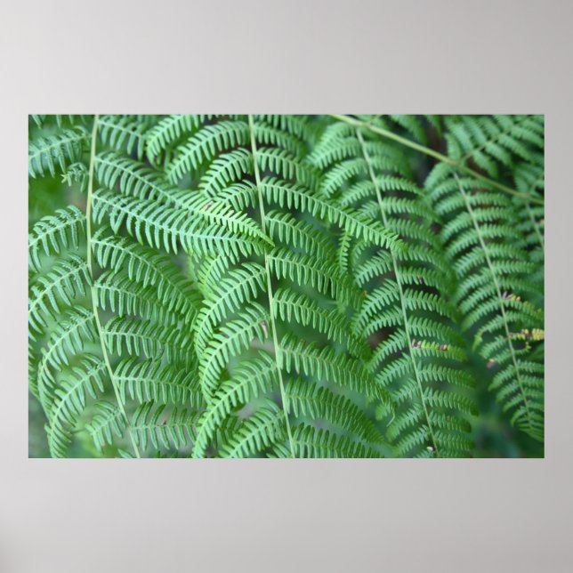 Green Fern Leaves Natural Pattern Poster (Front)
