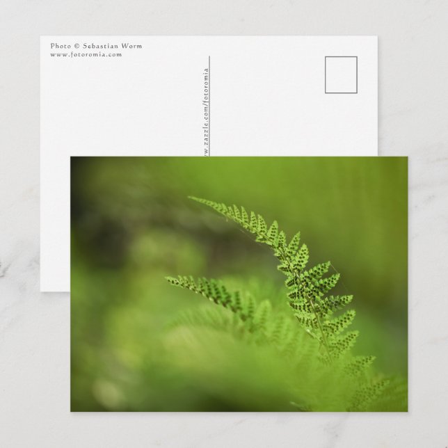 Green Fern Nature Photo Postcard (Front/Back)