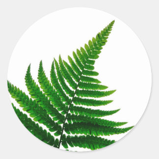 Green Fern Print Woodlands Leaf Classic Round Sticker