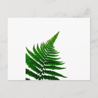 Green Fern Print Woodlands Leaf Postcard