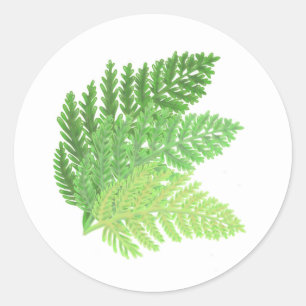 Green Fern Trio Classic Round Sticker