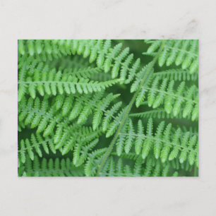 Green Ferns Nature  Postcard