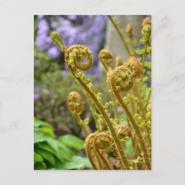 Green fiddlehead fern leaves postcard (Front)