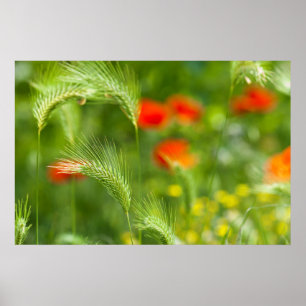 Green field grass with red poppies as background poster