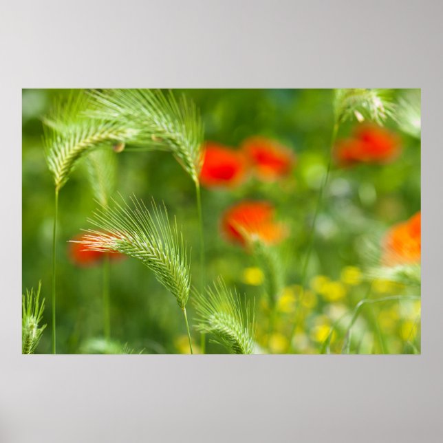 Green field grass with red poppies as background poster (Front)