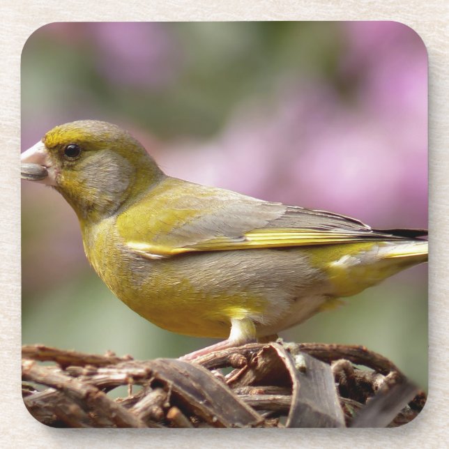 Green Finch Coaster (Front)