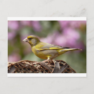 Green Finch Postcard
