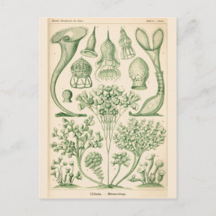 Green Flora Biological Illustration Postcard