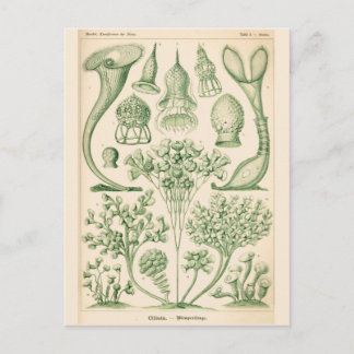Green Flora Biological Illustration Postcard