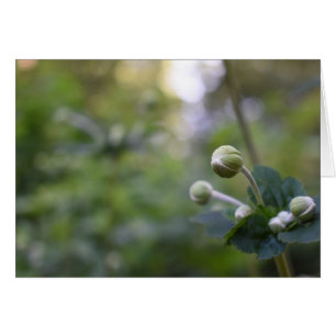 Green Flower Bud Garden Nature Photography Floral