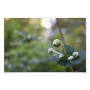 Green Flower Bud Garden Nature Photography Floral Photo Print