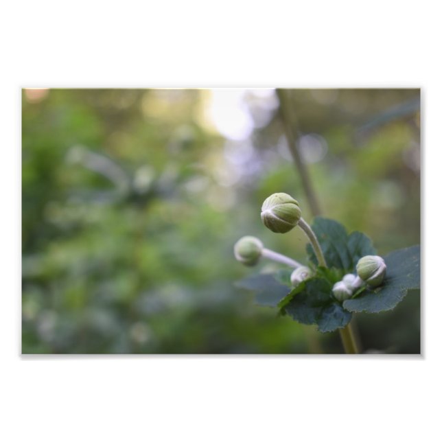 Green Flower Bud Garden Nature Photography Floral Photo Print (Front)