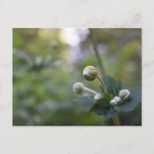 Green Flower Bud Garden Nature Photography Floral Postcard