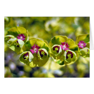 Green & Flowering 105