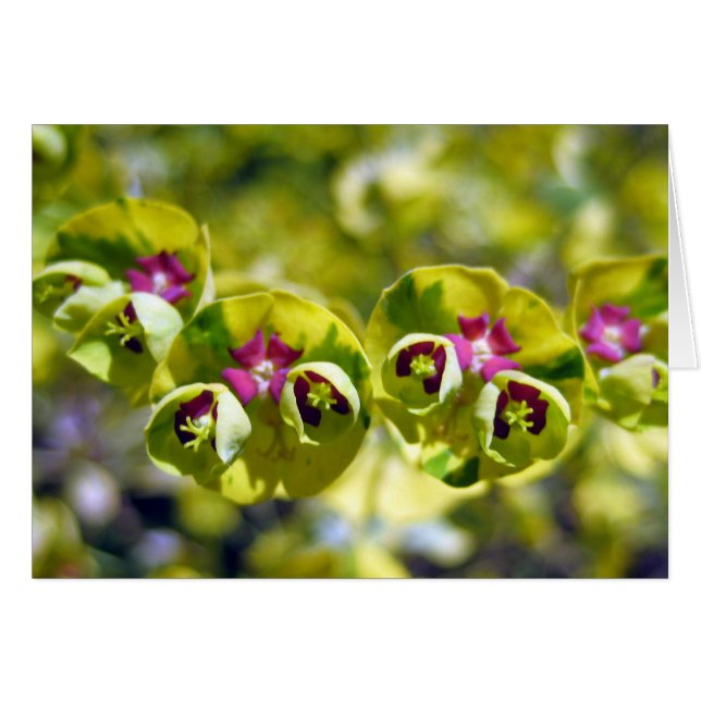 Green & Flowering 105 (Front Horizontal)