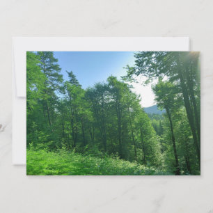 Green Forest Landscape Photography Invitation