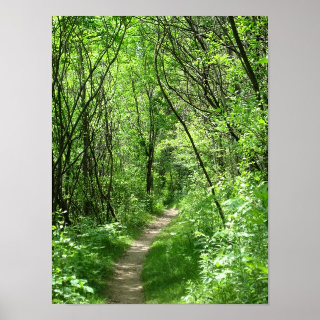 Green forest path poster (Front)