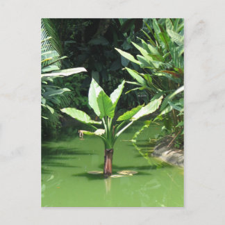 Green Forest Postcard