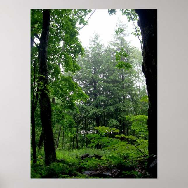 Green Forest Summer Photography Poster (Front)