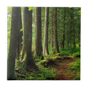 Green Forest Trail Scenic Ceramic Tile