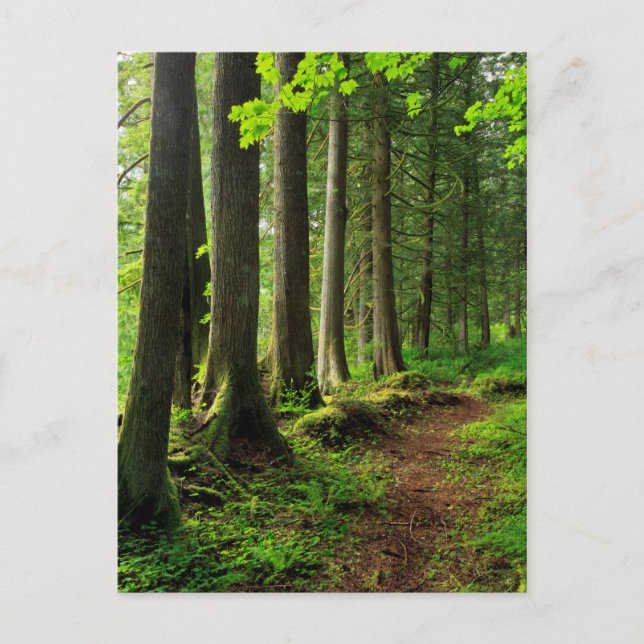 Green Forest Trail Scenic Postcard (Front)